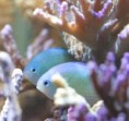 /album/galerie-de-photos7/a025-chromis-viridis2-jpg/