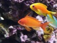 /album/galerie-de-photos7/a030-anthias-squamipinnis2-jpg/